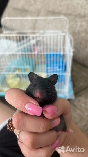 Хомяк с клеткой,сирийский маленький