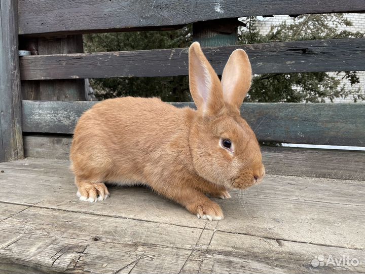 Продаются кролики