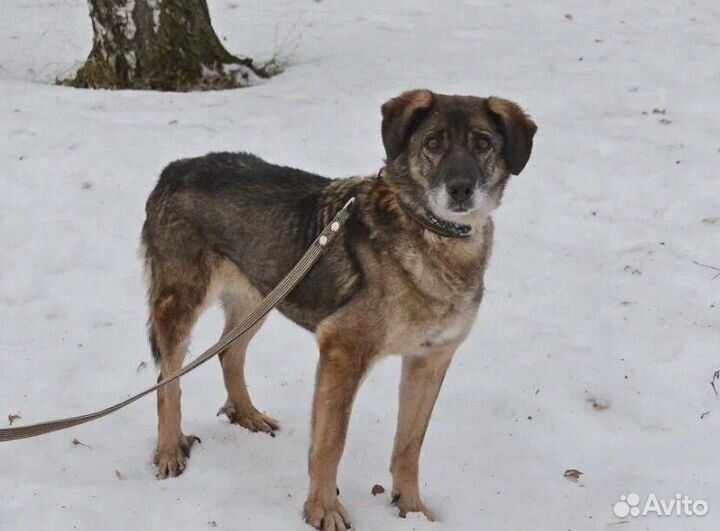 Милая Дина ищет дом