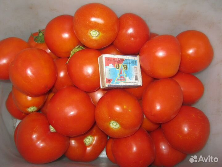 Помидоры, огурцы свежие с дачи