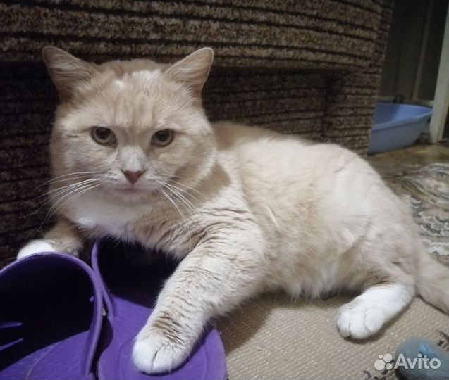 В добрые руки