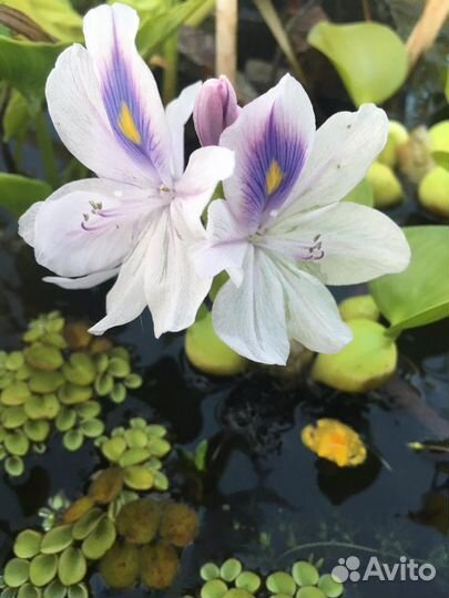 Злаки - Овсяница сизая Эйхорния