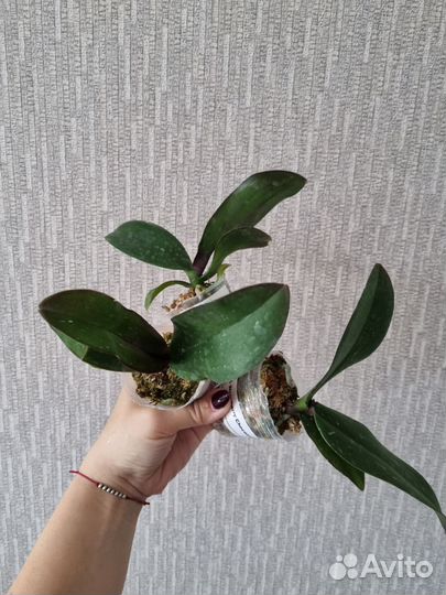 Орхидея фаленопсис бабочка