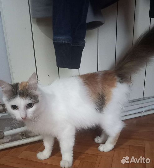 Кошка