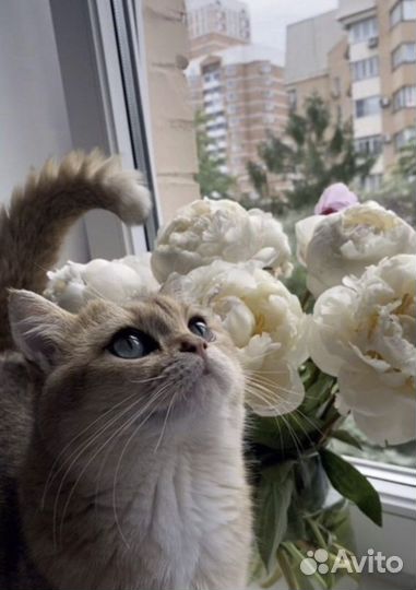 Продаю кота золотая шиншила