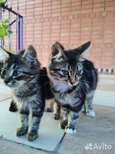 Кошка в дар бесплатно