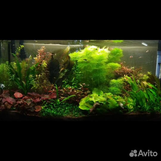 Аквариумные растения