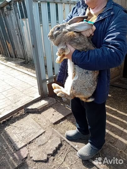 Кролики