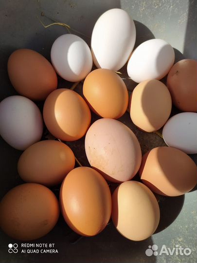 Инкубационное яйцо породистых кур