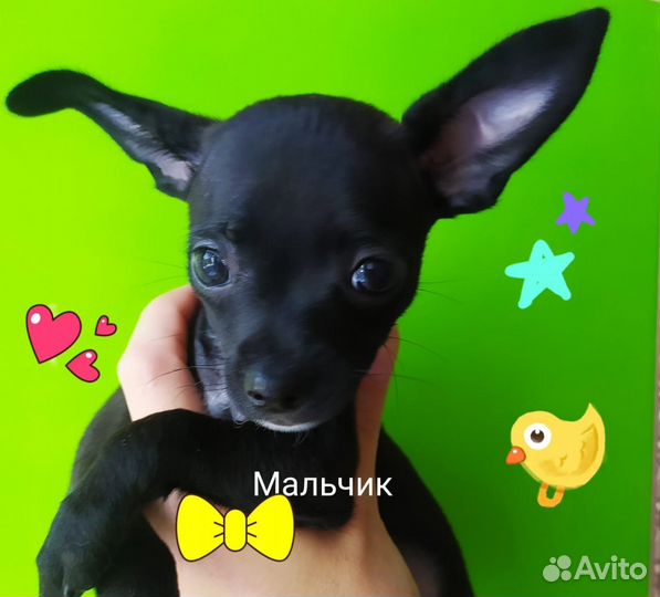 Той-терьер щенки