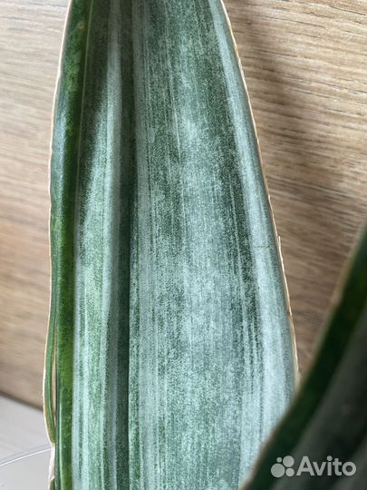 Сансевиерия Марлоу