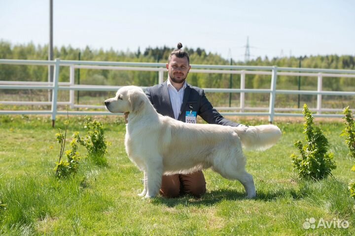 Золотистый ретривер вязка