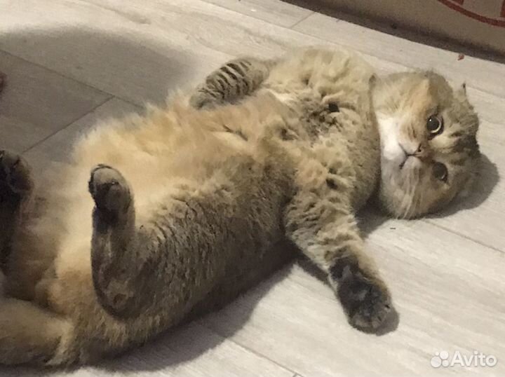 Золотой кот для вязки