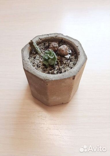 Бетонные горшки и суккуленты