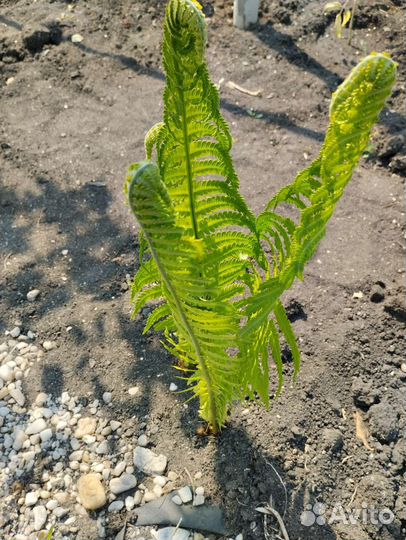 Папоротник садовый Страусник