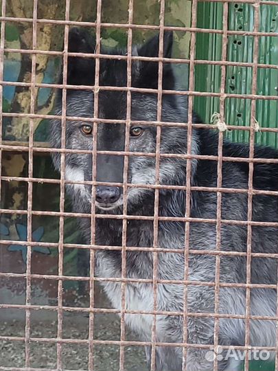 Черный волк