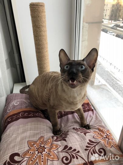 Корниш-рекс вязка