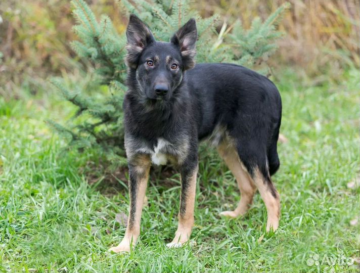 Щенок Потап в добрые надежные руки