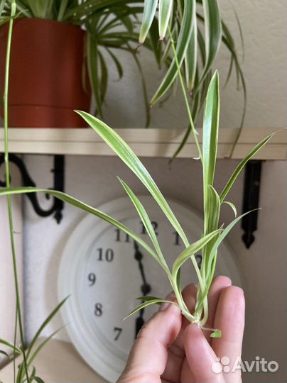 Хлорофитум