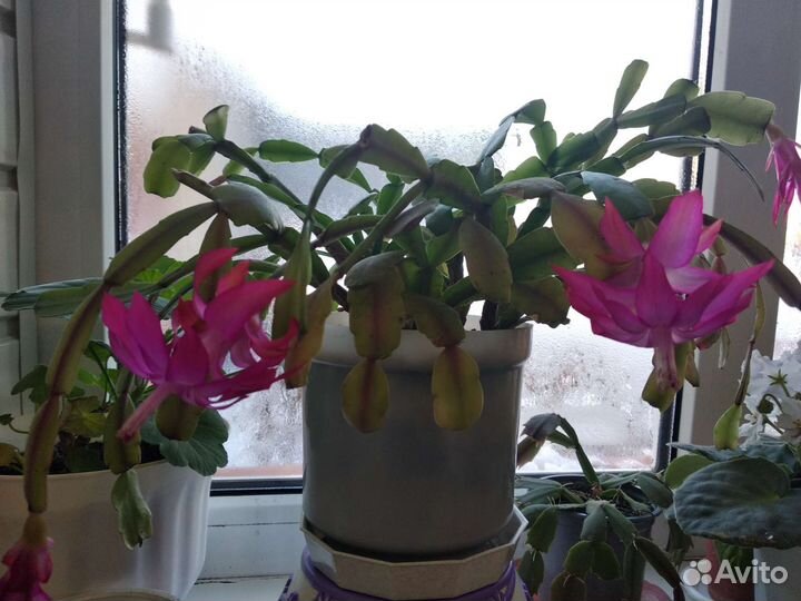 Декабрист белый