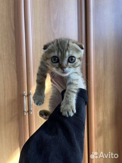 Шотландская