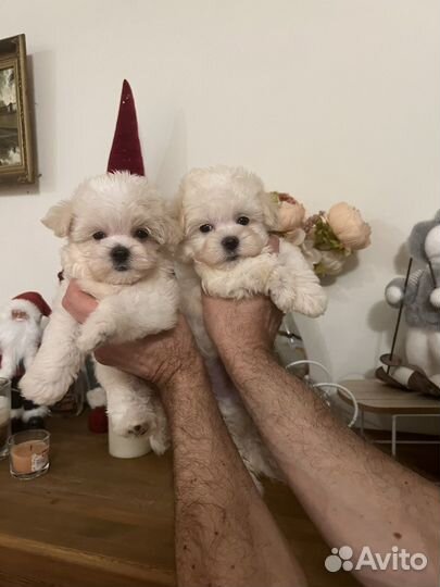 Мальтипу f1 микро мальчик и девочка