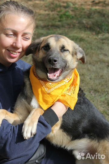 Собака Никс скучает в приюте