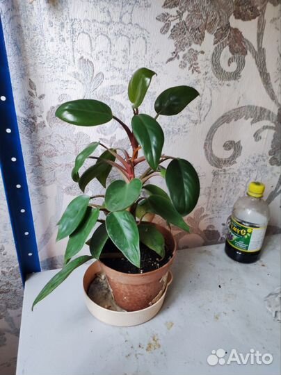 Филодендрон