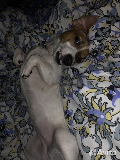 Джек рассел девочка. Вязка