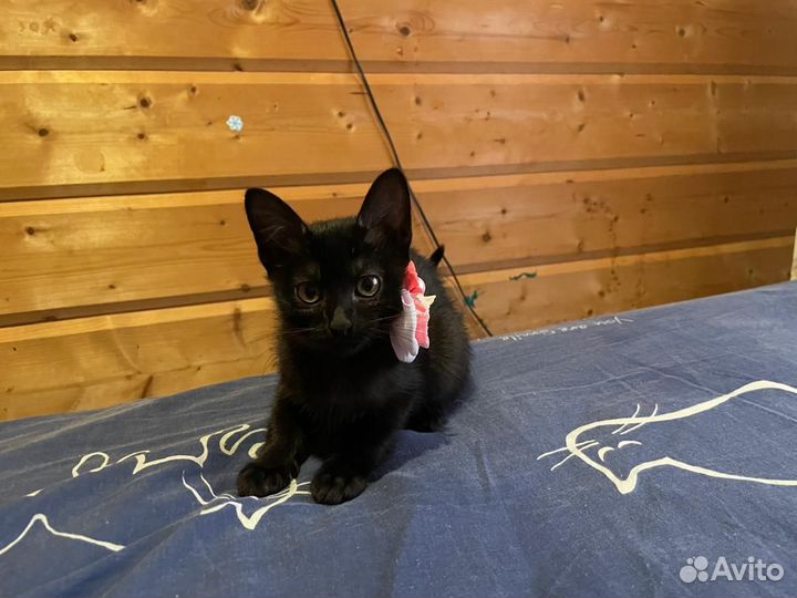 Котятки