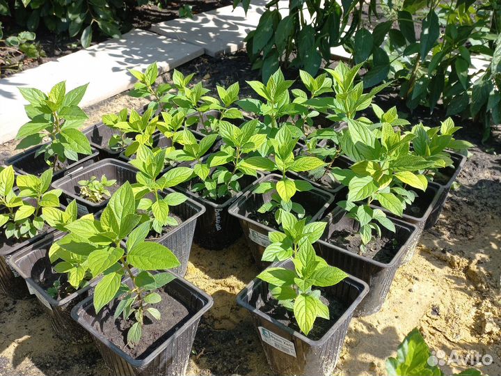 Гортензия метельчатая Ванила фрайз