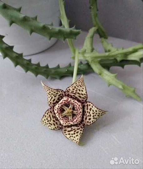 Стапелия тигровая