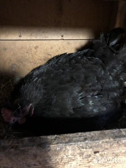 Курица наседка