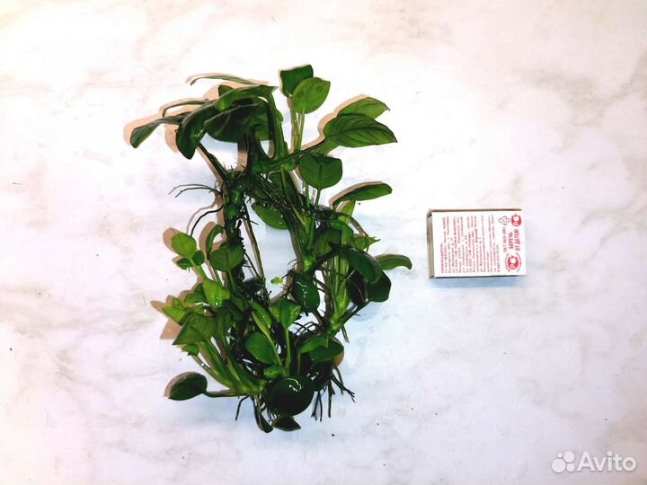 Коридорас золотистый, анубиас, моллинезия жёлтая