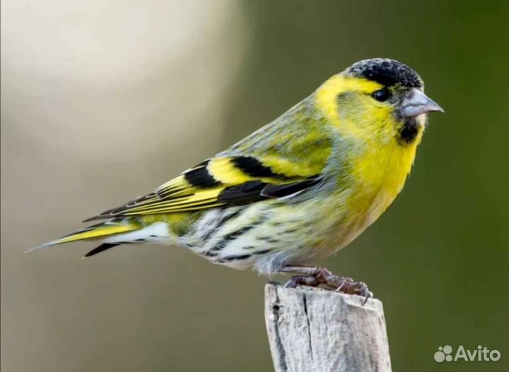 Певчие лесные птицы