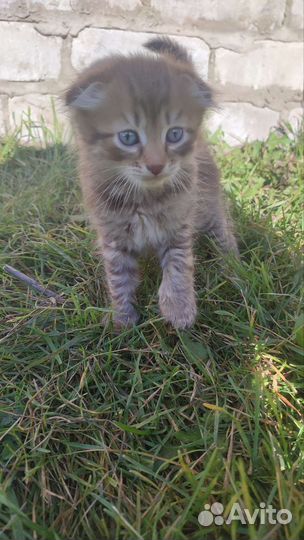 Котята вислоухие