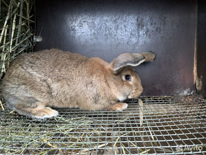 Кролики на племя