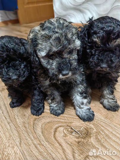 Карликовый пудель