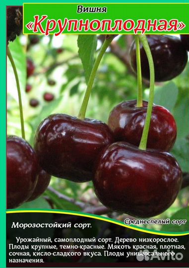 Вишня шоколадница