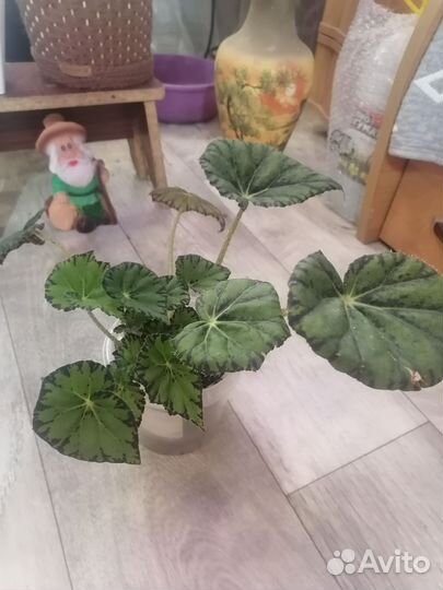 Бегония тигровая (Бегония Бауэра)