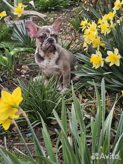 Лиловый мрамор