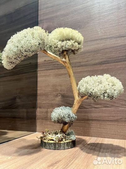 Дерево бонсай живое