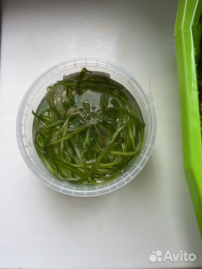 Аквариумные растения прополка