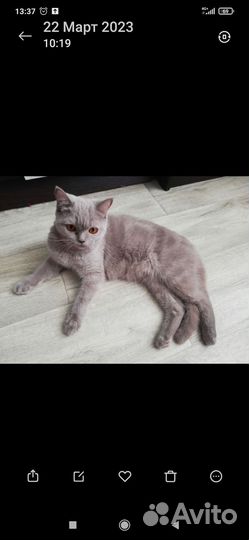 Британские котята