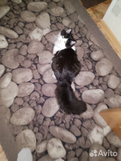 Кот мейн-кун