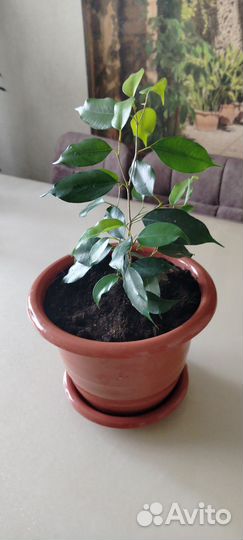 Фикус бенджамина