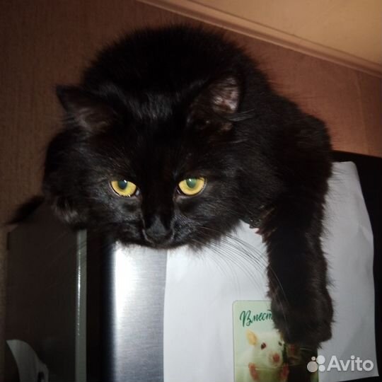 Кошка Анфиса