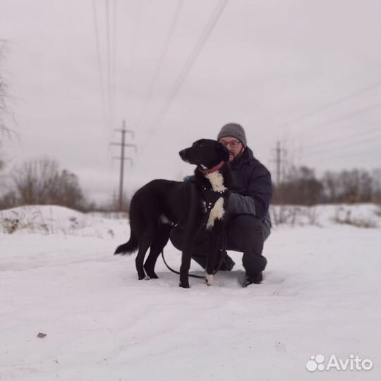Тео и Ронни в добрые руки