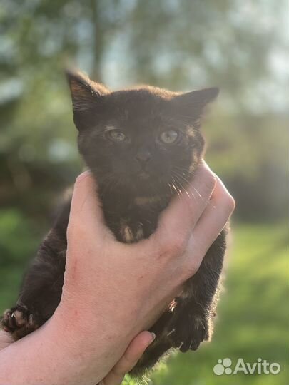 Кошечка 1,5 мес