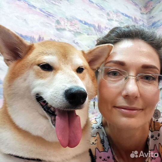 Стрижка собак/ Экспресс линька/ Груминг/ Грумер